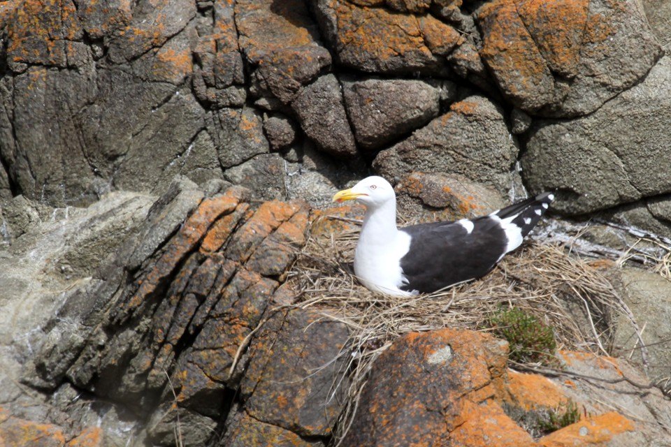 Kelp Gull (Larus dominicanus)